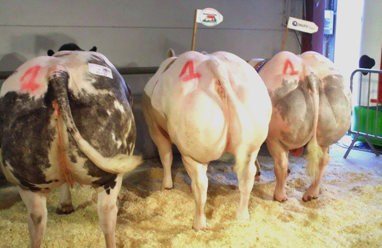 Elevage et Boucherie Léonard - 4 fois 1er en série au boeuf gras de Ath 2013